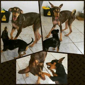 12799203_481529438705614_5151888214899453852_n