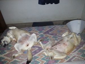 12822051_10207500731571316_1611089911_n