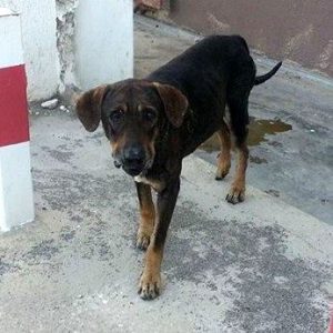 12825176_10207491419098510_946228_n