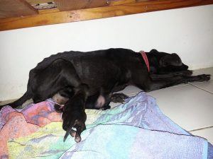 12833280_10207561693095316_2000020562_n