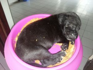 12884330_10207626776402358_234908200_n