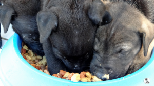 12Kyla en janis klein