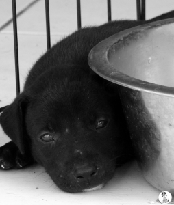 13Kyla en janis klein