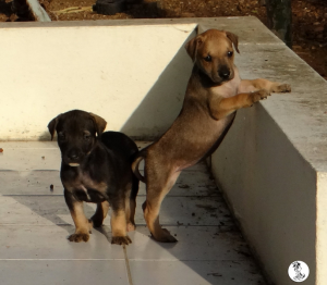 44Kyla en janis klein