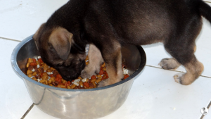 47Kyla en janis klein