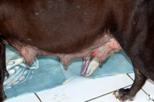 53Kyla en janis klein