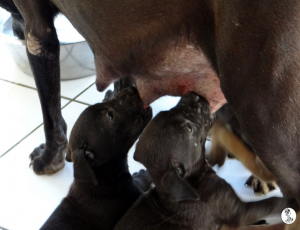 58Kyla en janis klein