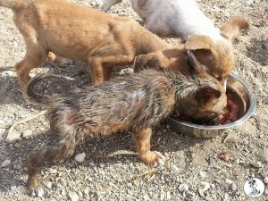 Dominqiuto 6 mrt 16 (2)