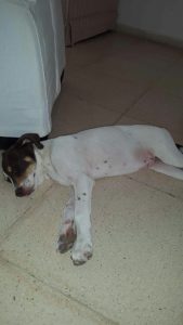 Lieve geadopteerd (2)