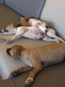 12421261_1101122166585832_636310796_n