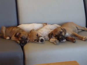 12442930_1101121113252604_173296712_n