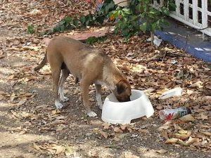 12516118_10207588137316405_333158837_n