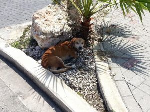 12721733_10207554351911791_339511876_n