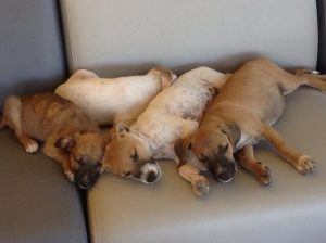 12721936_1101121059919276_1866891958_n