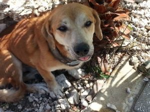 12825624_10207554351591783_1948401795_n