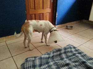 12910160_10207792689750088_1291604255_n