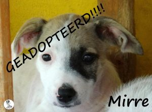 12932700_492005990991292_6919196785563864015_n