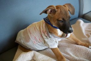 12935449_1117115361653179_2080539490_n