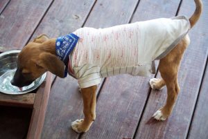 12939465_1117115368319845_1143080184_n