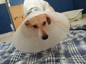 12957392_10207792689550083_200287796_n