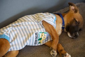 12966309_1720630544846025_1127334327_n