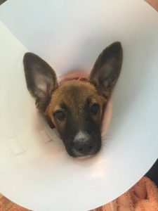 12966796_1119447951419920_946026752_n