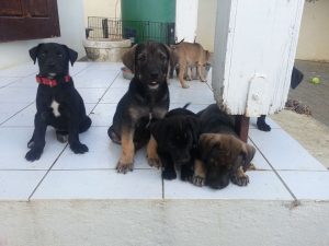 12968513_10207868650609062_793694570_n