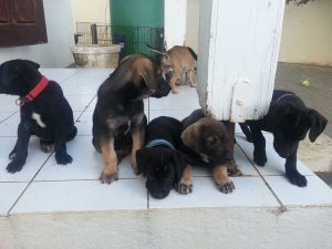 12968574_10207868650129050_872934069_n