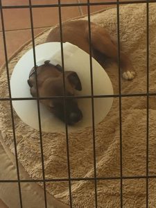 12968799_1118818944816154_204578567_n