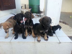 12987939_10207868651649088_520666905_n