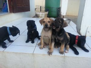 12992812_10207868652129100_746762471_n