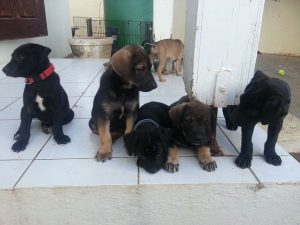 12992910_10207868650329055_411195831_n