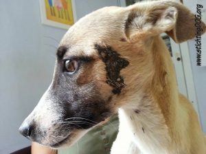 13014925_10207893856599196_1854964838_n