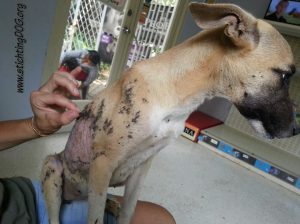 13015006_10207893856479193_547240838_n