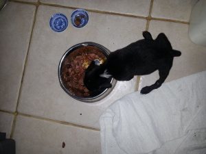 13020197_10207882261149317_364577918_n