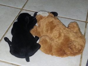 13020354_10207882261989338_215570329_n