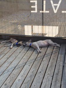 13020494_1114811928538841_405604022_n