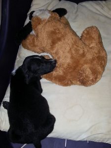 13022264_10207882261749332_1112047486_n