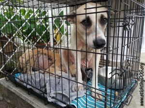 13022283_10207893856159185_345386243_n