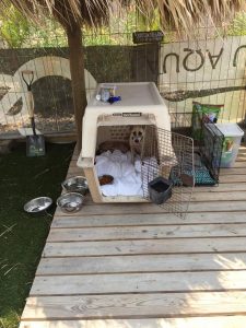 13022374_1114721901881177_1419277329_n