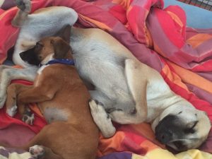 13023154_1122737864424262_1668298839_n