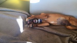 13035482_1122543684443680_1426188220_o