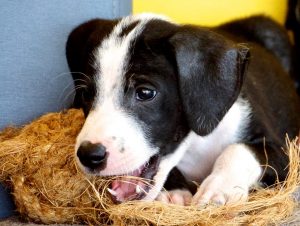 13059713_1129072873790761_178988303_n