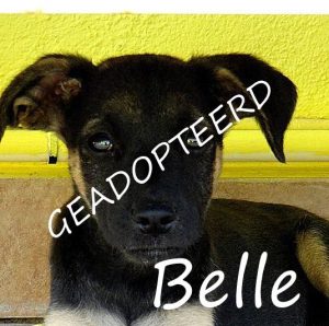 Belle geadopteerd