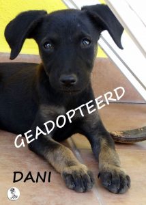Dani geadopteerd