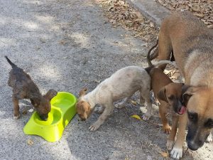 Dominqiuto 6 mrt 16 (10)