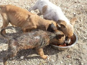 Dominqiuto 6 mrt 16 (11)