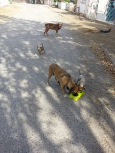 Dominqiuto 6 mrt 16 (13)