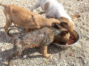 Dominqiuto 6 mrt 16 (14)