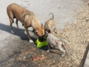 Dominqiuto 6 mrt 16 (16)